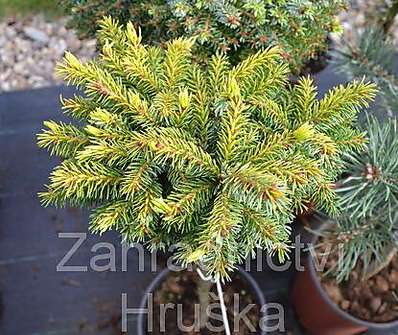 smrk - Picea omorika 'Tijn' KM