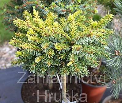 smrk - Picea omorika 'Tijn' KM