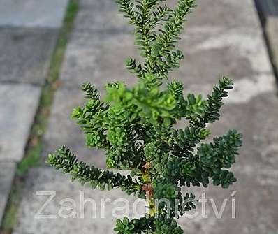 tis - Taxus baccata 'Ammersford' KM