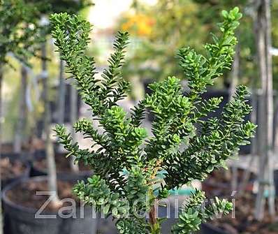 tis - Taxus baccata 'Ammersford' KM