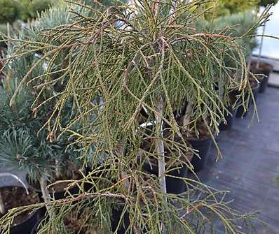 zerav - Thuja plicata 'Whipcord' 2KM