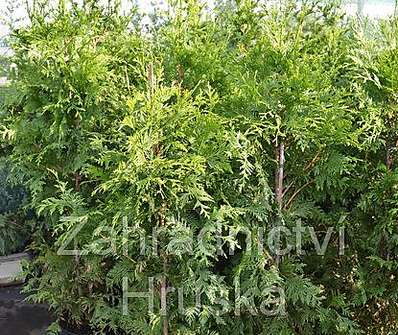 zerav - Thuja plicata 'Cancan'.