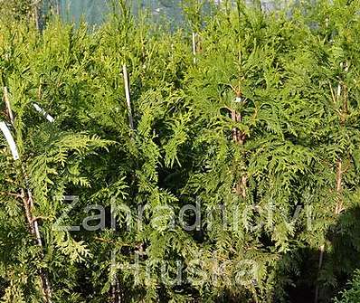 zerav - Thuja plicata 'Cancan'.