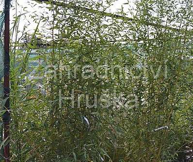 bambus - Phyllostachys  aureosulcata f. spectabilis