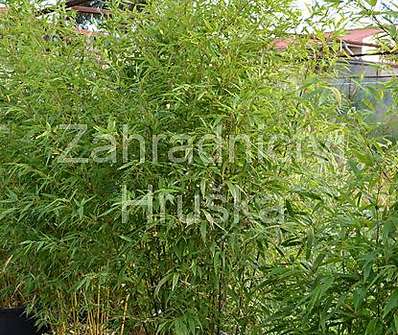 bambus - Phyllostachys nigra