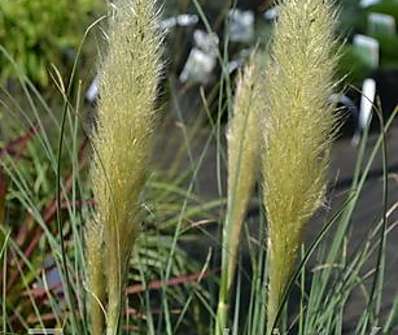 pampas - Cortaderia 'Evita'