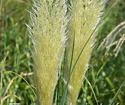 pampas - Cortaderia 'Evita'