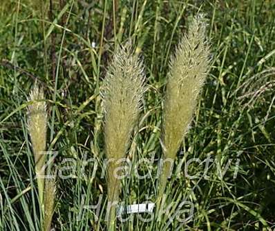 pampas - Cortaderia 'Evita'