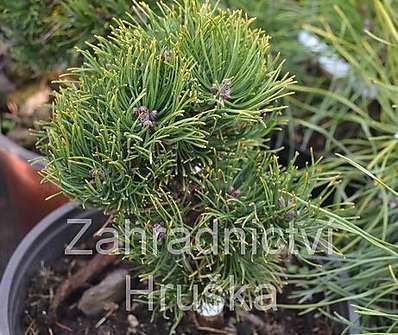 Borovice - Pinus mugo 'Picobello'