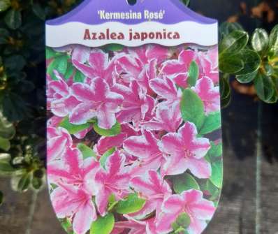 Azalea japonica 'Kermesina Rose'