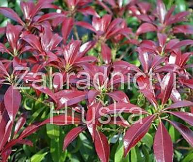 Pieris japonica 'Katsura'