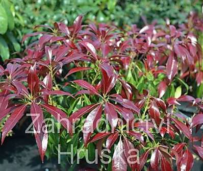 Pieris japonica 'Katsura'