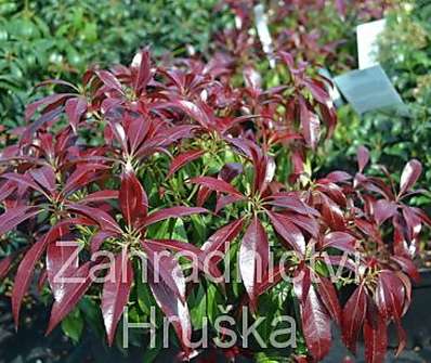 Pieris japonica 'Katsura'