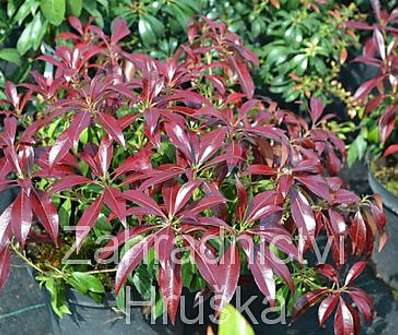 Pieris japonica 'Katsura'