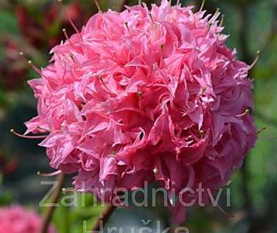 Azalea knaphill 'Homebusch'.