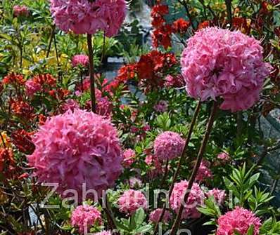 Azalea knaphill 'Homebusch'.