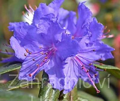 Rhododendron russatum Gletschernacht