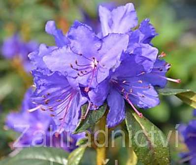 Rhododendron russatum Gletschernacht