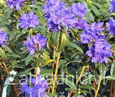 Rhododendron russatum Gletschernacht