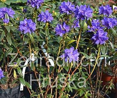 Rhododendron russatum Gletschernacht