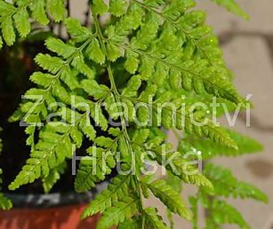 kapraď - Dryopteris dilatata (austriaca).