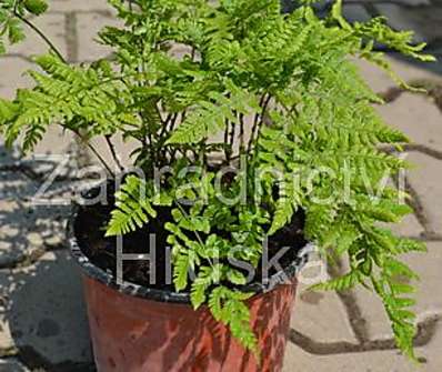 kapraď - Dryopteris dilatata (austriaca).