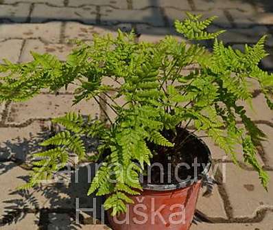 kapraď - Dryopteris dilatata (austriaca).