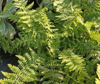 papratka - Athyrium filix- femina