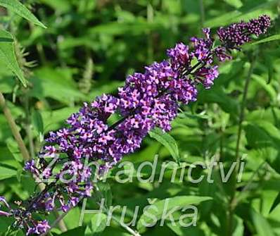 komule - Buddleja davidii 'Ile de France'