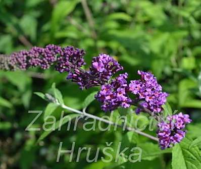 komule - Buddleja davidii 'Ile de France'