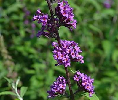 komule - Buddleja davidii 'Ile de France'