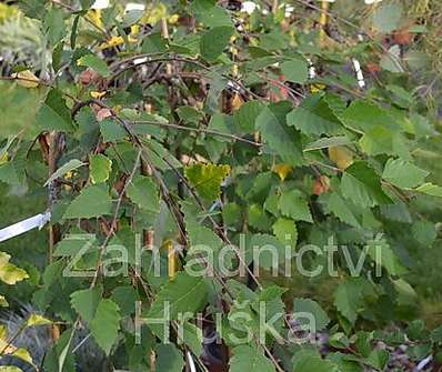 bříza - Betula nigra 'Summer Cascade'