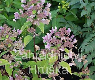 hortenzie - Hydrangea paniculata 'Wims Red'