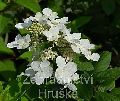 hortenzie - Hydrangea paniculata 'Magical Fire'