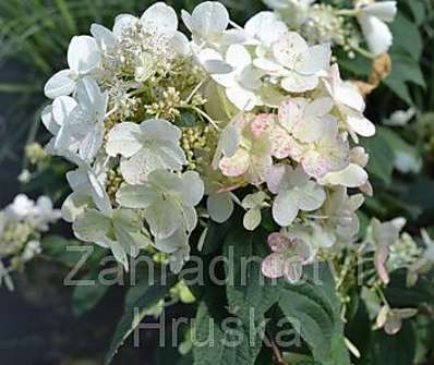 hortenzie - Hydrangea paniculata 'Magical Fire'