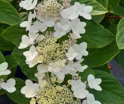 hortenzie - Hydrangea paniculata 'Magical Fire'