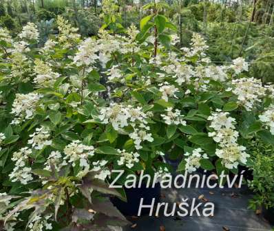 hortenzie - Hydrangea paniculata 'Magical Fire'