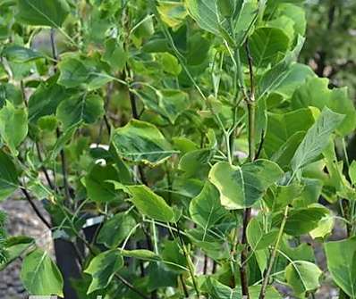 liriovník - Liriodendron tulipifera 'Aureomarginata'