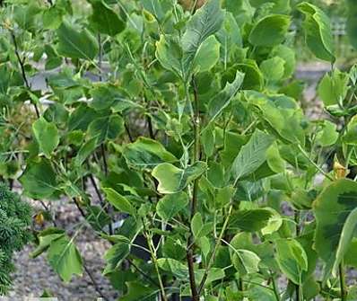 liriovník - Liriodendron tulipifera 'Aureomarginata'