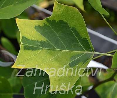 liriovník - Liriodendron tulipifera 'Aureomarginata'