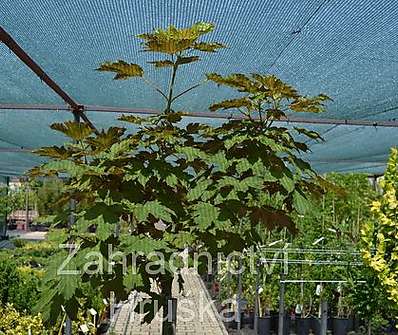 javor - Acer pseudoplatanus 'Brilliantissimum'