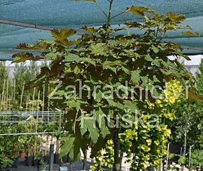 javor - Acer pseudoplatanus 'Brilliantissimum'