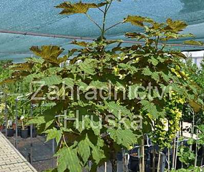 javor - Acer pseudoplatanus 'Brilliantissimum'