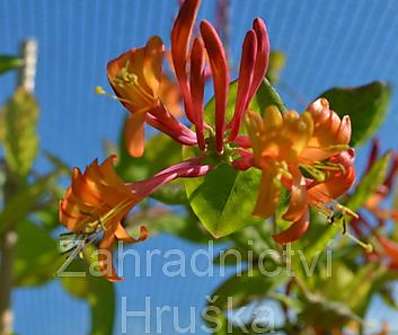 zimolez - Lonicera heckrottii 'American Beauty'