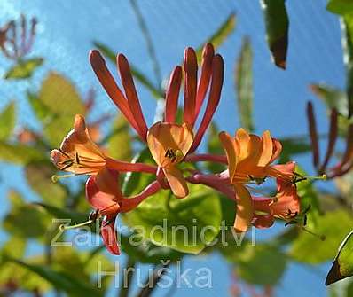 zimolez - Lonicera heckrottii 'American Beauty'