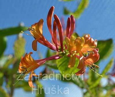 zimolez - Lonicera heckrottii 'American Beauty'