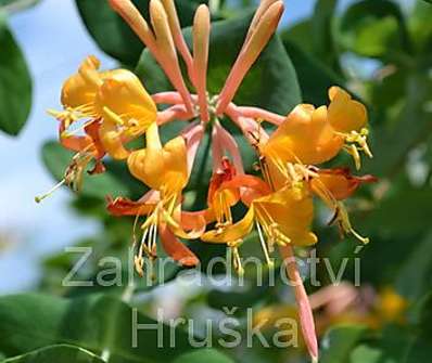 zimolez - Lonicera heckrottii 'American Beauty'