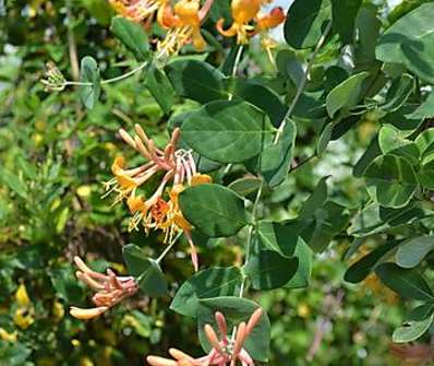 zimolez - Lonicera heckrottii 'American Beauty'