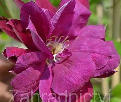 plamének - Clematis 'Red Star'