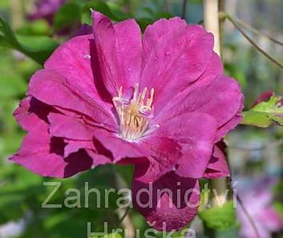 plamének - Clematis 'Red Star'